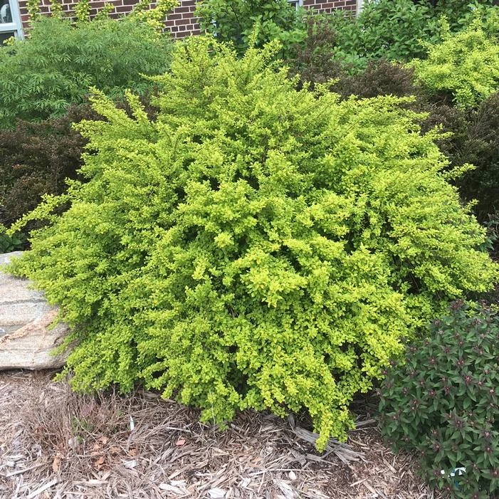 RASPBERRY LEMONADE™ NINEBARK 2 RASPBERRY LEMONADE™ NINEBARK - Image 2