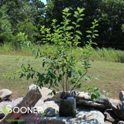 PRINCESS DIANA SERVICEBERRY -Outlet The Brio Bud Store DETA 5220