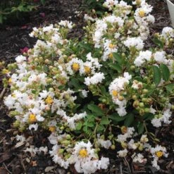 GREATMYRTLE™ FRENCH VANILLA CRAPEMYRTLE -Outlet The Brio Bud Store DETA 5239