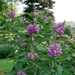 EL NIÑO™ CHITALPA -Outlet The Brio Bud Store DETA 5268