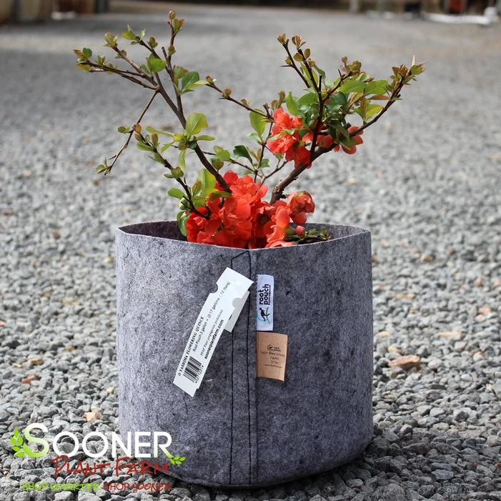 O YASHIMA FLOWERING QUINCE 3 O YASHIMA FLOWERING QUINCE - Image 3