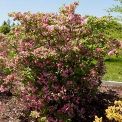 ELECTRIC LIGHTS™ DOUBLE PINK DECIDUOUS AZALEA -Outlet The Brio Bud Store DETA 5357