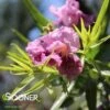 BUBBA JONES DESERT WILLOW