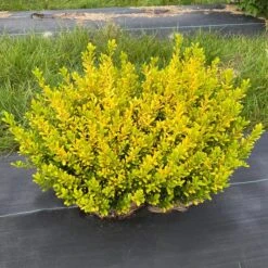 GLOW POP™ JAPANESE HOLLY -Outlet The Brio Bud Store DETA 5737