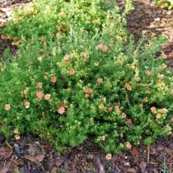 HAPPY FACE® ORANGE POTENTILLA -Outlet The Brio Bud Store DETA 5741