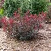 STAY CLASSY™ PURPLELEAF SAND CHERRY