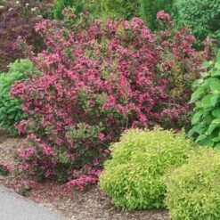 SONIC BLOOM® PUNCH™ WEIGELA -Outlet The Brio Bud Store DETA 5751