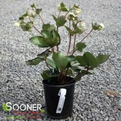 FROSTKISS® MOONDANCE LENTEN ROSE -Outlet The Brio Bud Store DETA 5796