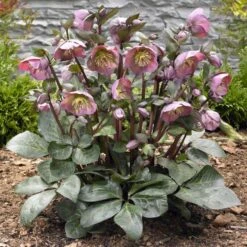 FROSTKISS® PENNY'S PINK LENTEN ROSE -Outlet The Brio Bud Store DETA 5798