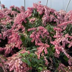 KATSURA PIERIS 3 KATSURA PIERIS -Outlet The Brio Bud Store DETA 5900