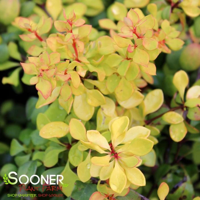 BONANZA GOLD™ BARBERRY 1 BONANZA GOLD™ BARBERRY