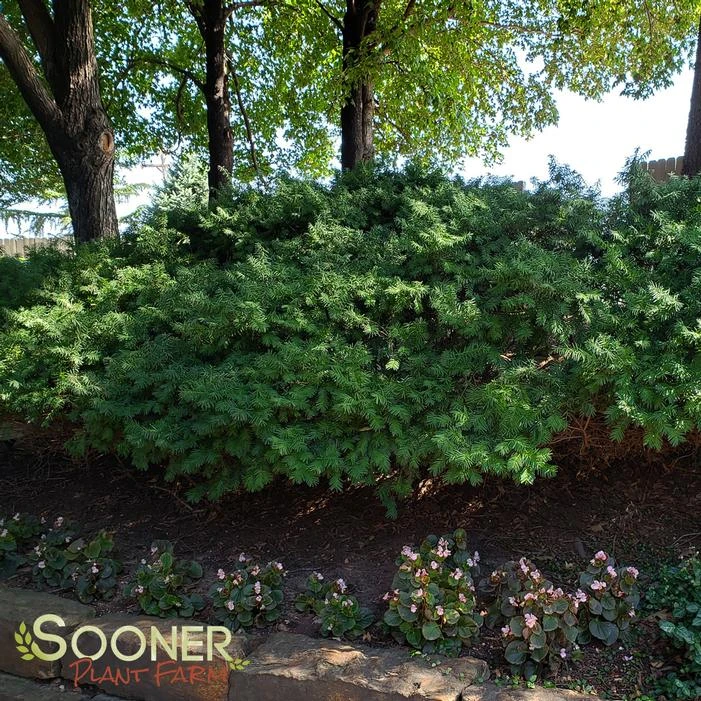 DENSIFORMIS YEW 2 DENSIFORMIS YEW - Image 2