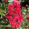 CHERRY DAZZLE® CRAPEMYRTLE