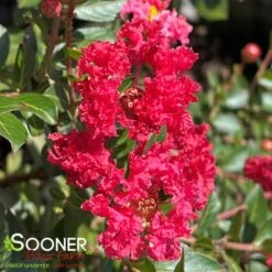 CHERRY DAZZLE® CRAPEMYRTLE