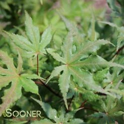 AMBER GHOST UPRIGHT JAPANESE MAPLE -Outlet The Brio Bud Store DETA2 1409