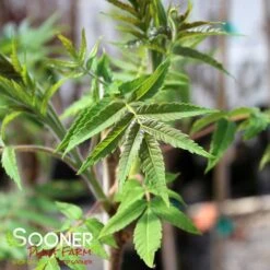 STAGHORN SUMAC -Outlet The Brio Bud Store DETA2 1475