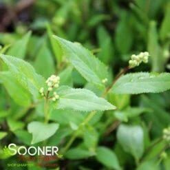 NIKKO SLENDER DEUTZIA -Outlet The Brio Bud Store DETA2 1581