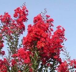 RED ROCKET® CRAPEMYRTLE 5 RED ROCKET® CRAPEMYRTLE -Outlet The Brio Bud Store DETA2 164