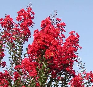 RED ROCKET® CRAPEMYRTLE 3 RED ROCKET® CRAPEMYRTLE - Image 3