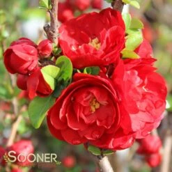 DOUBLE TAKE® SCARLET STORM QUINCE -Outlet The Brio Bud Store DETA2 2022