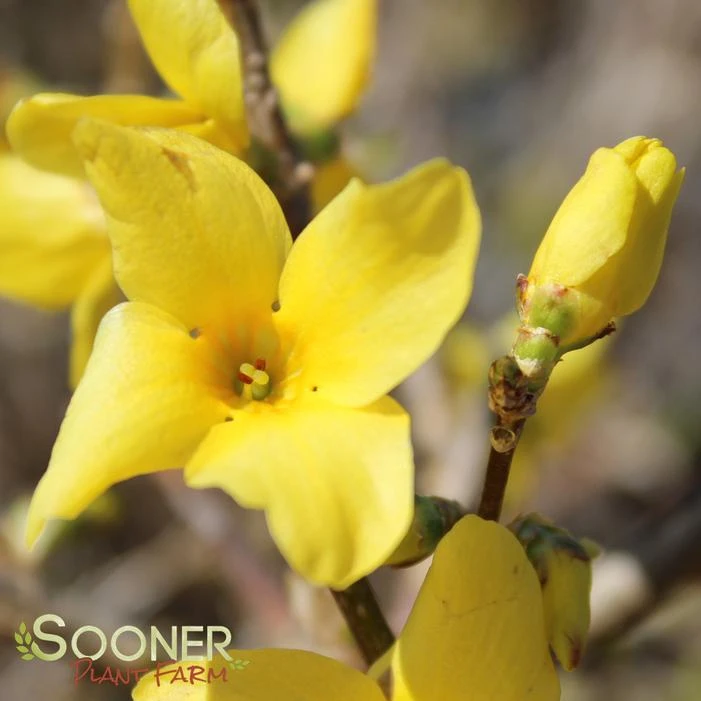 SHOW OFF® FORSYTHIA 3 SHOW OFF® FORSYTHIA - Image 3