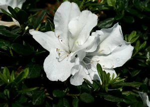 BLOOM-A-THON® WHITE AZALEA 2 BLOOM-A-THON® WHITE AZALEA - Image 2