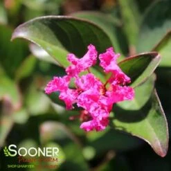 BERRY DAZZLE® CRAPEMYRTLE -Outlet The Brio Bud Store DETA2 2259