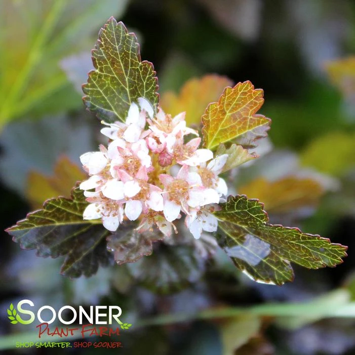 LITTLE DEVIL™ NINEBARK 1 LITTLE DEVIL™ NINEBARK