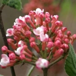 SPICE GIRL® KOREAN SPICE VIBURNUM 5 SPICE GIRL® KOREAN SPICE VIBURNUM -Outlet The Brio Bud Store DETA2 2439