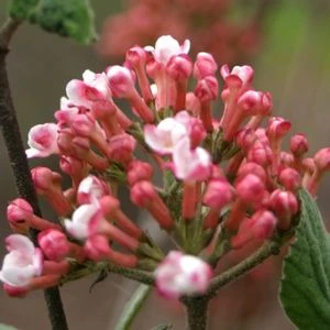 SPICE GIRL® KOREAN SPICE VIBURNUM 3 SPICE GIRL® KOREAN SPICE VIBURNUM - Image 3