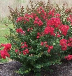 PRINCESS HOLLY ANN™ CRAPEMYRTLE -Outlet The Brio Bud Store DETA2 2535