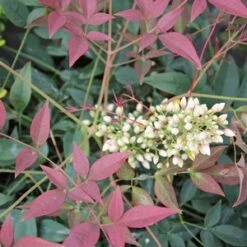 FLIRT™ NANDINA -Outlet The Brio Bud Store DETA2 2539
