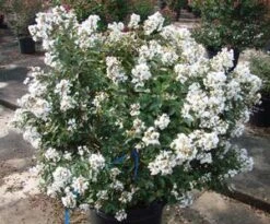 ENDURING SUMMER™ WHITE CRAPEMYRTLE -Outlet The Brio Bud Store DETA2 2826