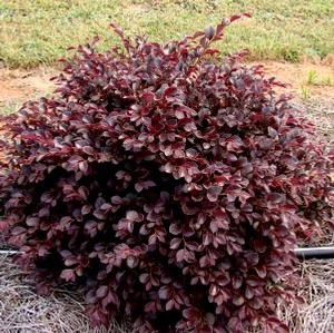 CRIMSON FIRE™ LOROPETALUM 2 CRIMSON FIRE™ LOROPETALUM - Image 2