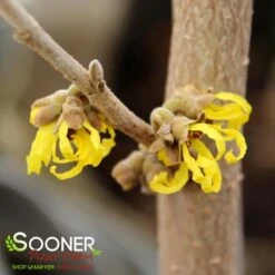 ARNOLD'S PROMISE WITCH HAZEL -Outlet The Brio Bud Store DETA2 3235