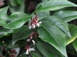 CHINESE SWEET BOX 5 CHINESE SWEET BOX -Outlet The Brio Bud Store DETA2 3246