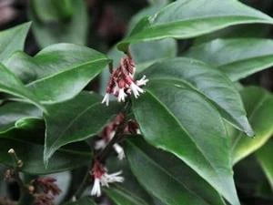 CHINESE SWEET BOX 3 CHINESE SWEET BOX - Image 3