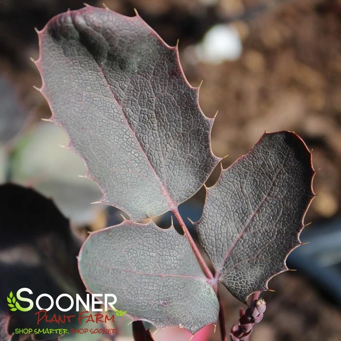 CREEPING MAHONIA 1 CREEPING MAHONIA