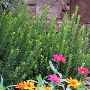 BABY JADE™ BOXWOOD 1 BABY JADE™ BOXWOOD