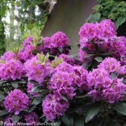 DANDY MAN® PURPLE RHODODENDRON 6 DANDY MAN® PURPLE RHODODENDRON -Outlet The Brio Bud Store DETA2 3447