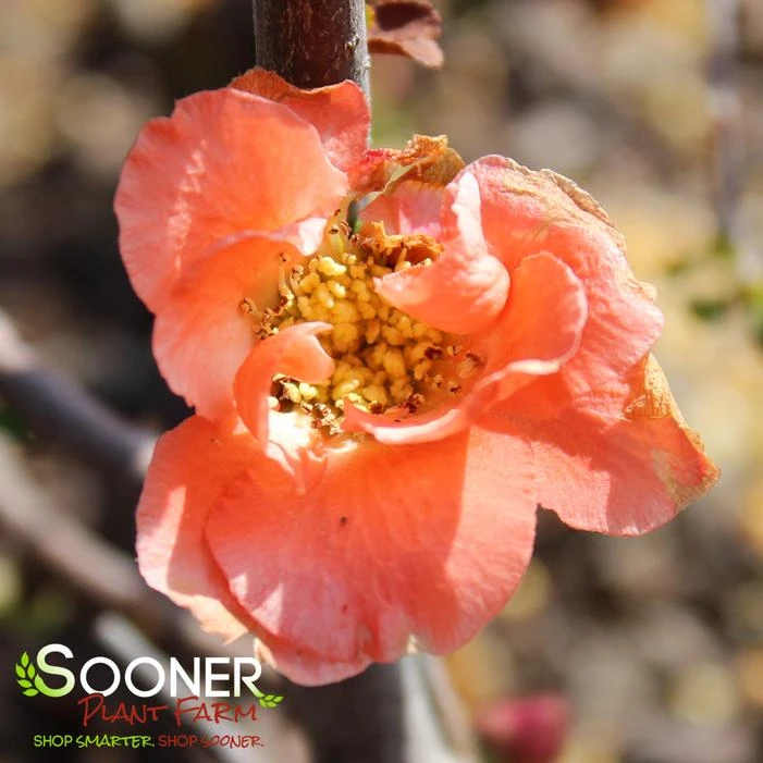 DOUBLE TAKE® PEACH STORM QUINCE 1 DOUBLE TAKE® PEACH STORM QUINCE