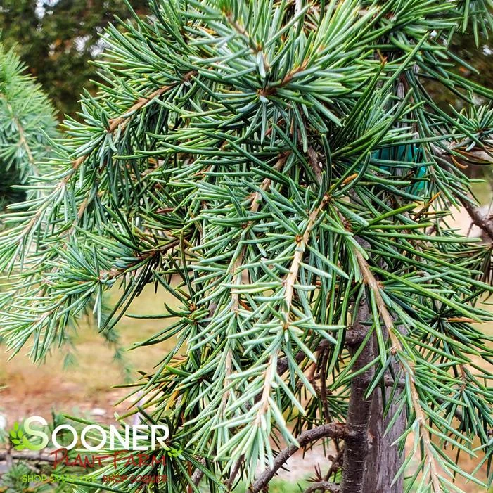 FEELIN' BLUE WEEPING DEODAR CEDAR 1 FEELIN' BLUE WEEPING DEODAR CEDAR