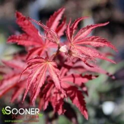 SUMINAGASHI UPRIGHT JAPANESE MAPLE 7 SUMINAGASHI UPRIGHT JAPANESE MAPLE -Outlet The Brio Bud Store DETA2 3679