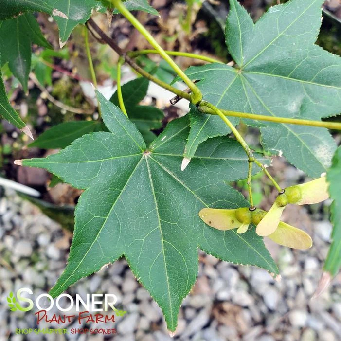 SATSUKI BENI UPRIGHT JAPANESE MAPLE 2 SATSUKI BENI UPRIGHT JAPANESE MAPLE - Image 2