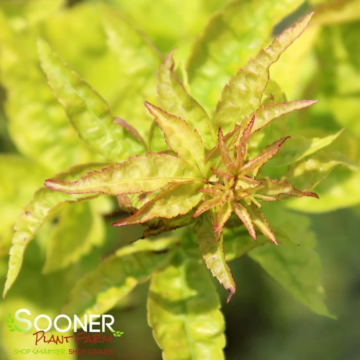 KATSURA NISHIKI UPRIGHT JAPANESE MAPLE 1 KATSURA NISHIKI UPRIGHT JAPANESE MAPLE