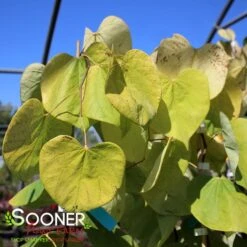 GOLDEN FALLS® WEEPING REDBUD -Outlet The Brio Bud Store DETA2 4075