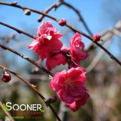 PINK CASCADE WEEPING ORNAMENTAL PEACH 5 PINK CASCADE WEEPING ORNAMENTAL PEACH -Outlet The Brio Bud Store DETA2 4342