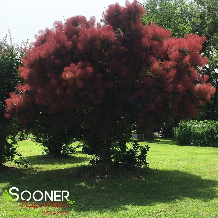 ROYAL PURPLE SMOKETREE 2 ROYAL PURPLE SMOKETREE - Image 2