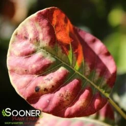 GOLDEN SPIRIT SMOKETREE -Outlet The Brio Bud Store DETA2 437