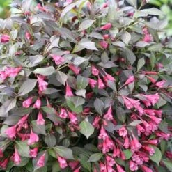 MIDNIGHT WINE SHINE® WEIGELA -Outlet The Brio Bud Store DETA2 4462